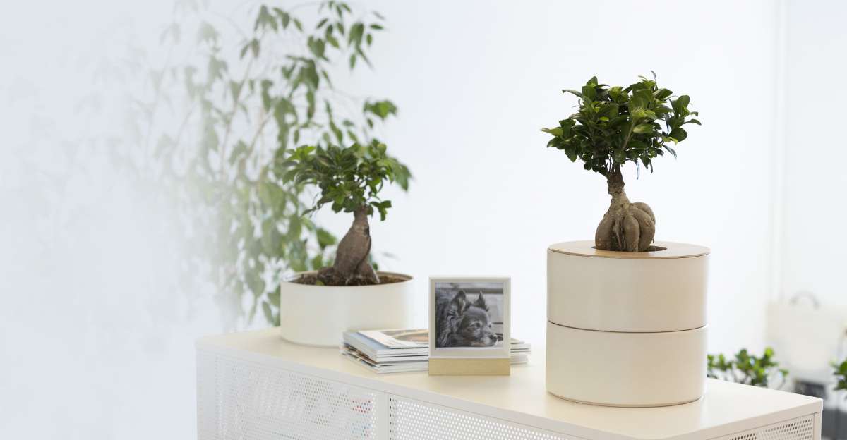 bonsai raffia Raffia – Mirai Goods main image 1